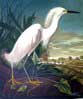 Snowy Egret – Plate Reference #242
