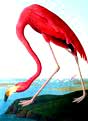 American Flamingo – Plate Reference #66